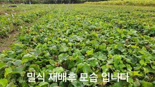 조병대님의 자유주제 · 자유게시판 작성글 사진