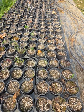 다래,엄나무,차수국님의 자유주제 · 사진전 작성글 사진