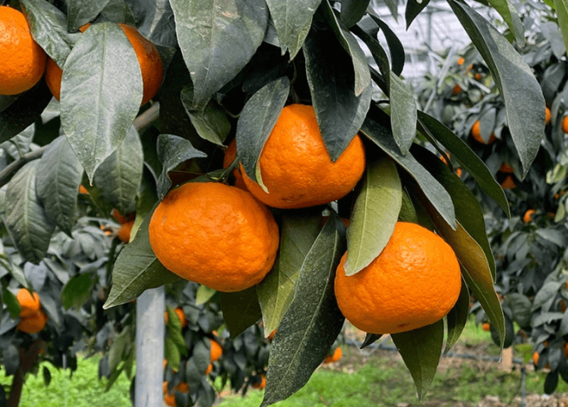 스피드번님의 장터 판매 상품 [제주도 카라향 ] 첨부 사진