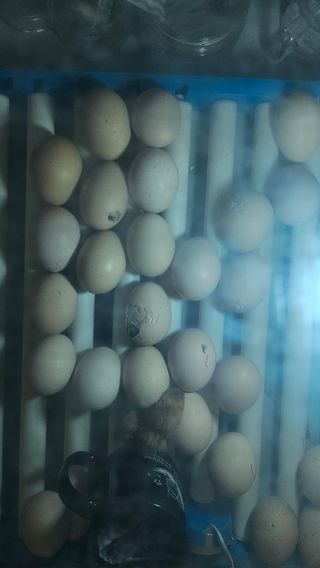 유기농으로키우자님의 자유주제 · 자유게시판 작성글 사진