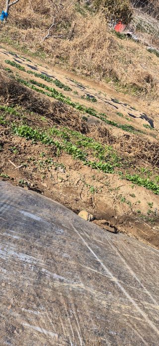 봉림동 태진농장님의 작성글 사진