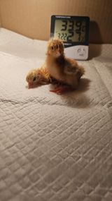 유기농으로키우자님의 자유주제·자유게시판 작성글 사진