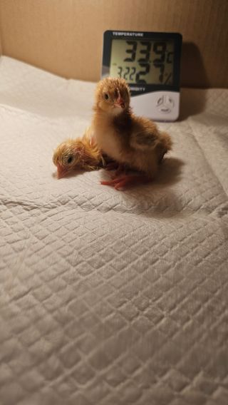 유기농으로키우자님의 자유주제 · 자유게시판 작성글 사진