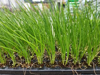 안산제일농약사님의 작성글 사진