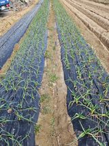 보람농장님의 자유주제·자유게시판 작성글 사진