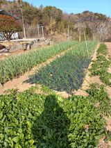 심무재 님의 자유주제·자유게시판 작성글 사진