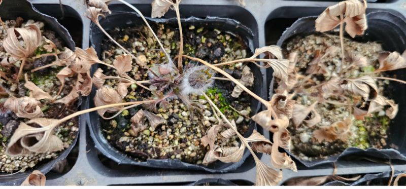 천지인야생화님의 장터 판매 상품 [원종동강할미꽃 개화주] 첨부 사진