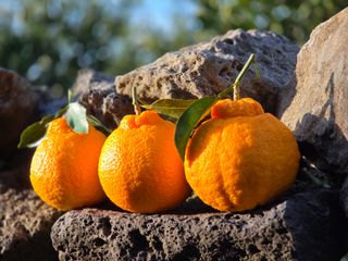 산방자연농원님의 작성글 사진