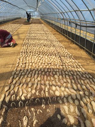 당진수농원박선이님의 자유주제 · 자유게시판 작성글 사진