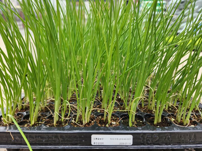 장터 상품 [흑장금대파모종 1판 200구 남은수량300판정도] 썸네일