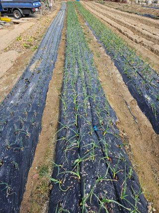 보람농장님의 자유주제·자유게시판 작성글 사진