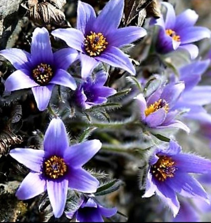 천지인야생화님의 장터 판매 상품 [원종동강할미꽃 개화주] 첨부 사진