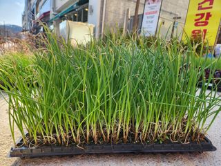 안산제일농약사님의 작성글 사진