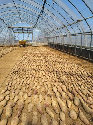 당진수농원박선이님의 자유주제 · 자유게시판 작성글 사진