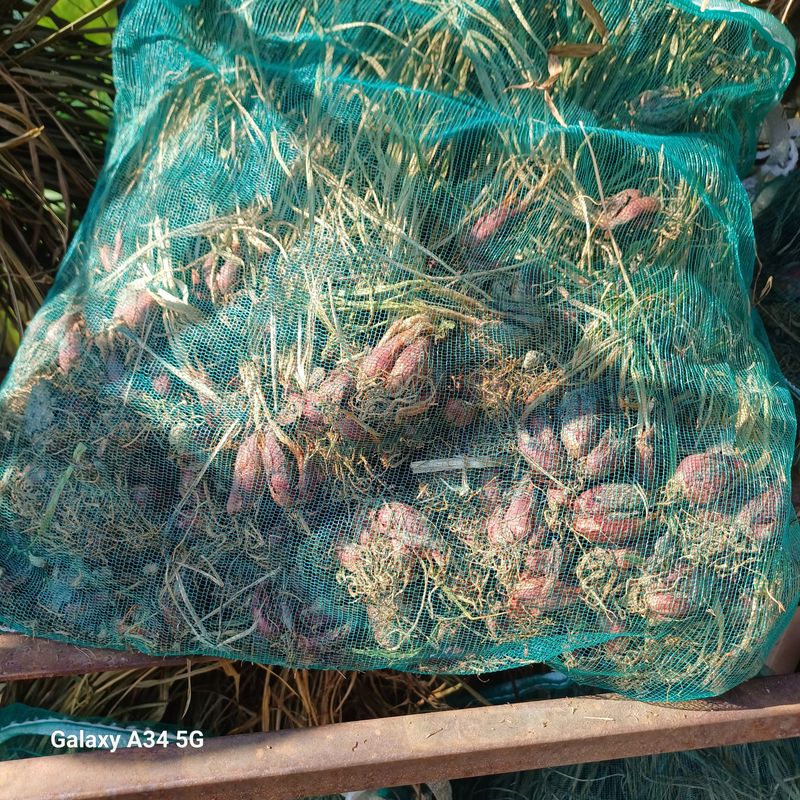 삼성농산님의 장터 판매 상품 [(완료)마운틴양파 1자루만 남음] 첨부 사진