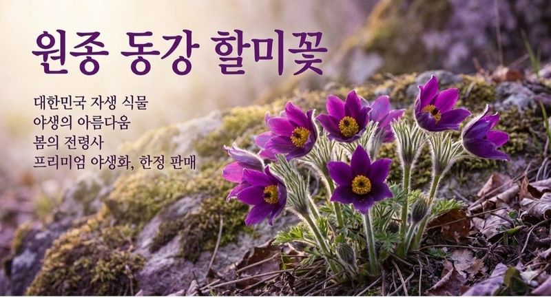 천지인야생화님의 장터 판매 상품 [원종동강할미꽃 개화주] 첨부 사진