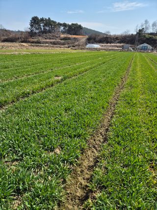 김영진(전남영광)님의 자유주제 · 자유게시판 작성글 사진