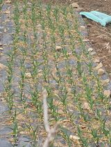 팜모닝 자유주제·자유게시판 게시글 이미지