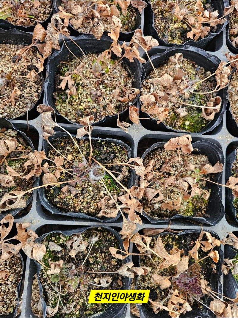 천지인야생화님의 장터 판매 상품 [원종동강할미꽃 개화주] 첨부 사진