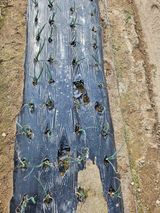 보람농장님의 자유주제·자유게시판 작성글 사진