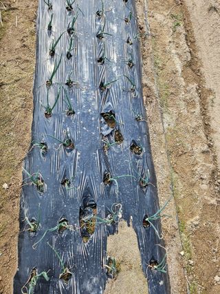 보람농장님의 자유주제 · 자유게시판 작성글 사진