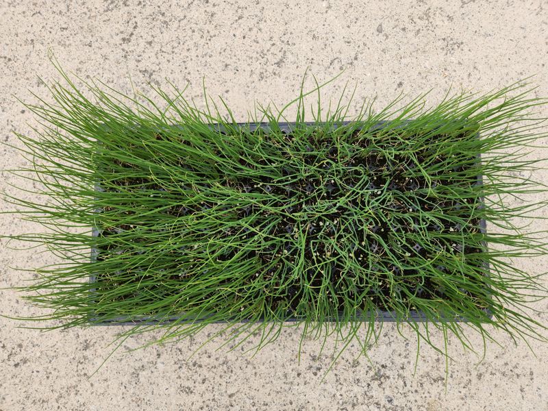 안산제일농약사님의 장터 판매 상품 [흑장금대파모종 1판 200구 남은수량300판정도] 첨부 사진