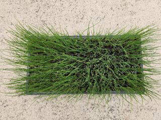 안산제일농약사님의 작성글 사진