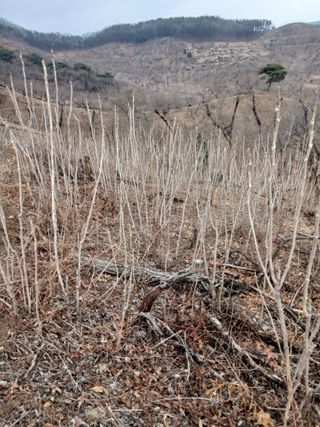 무료지식나눔 팜닥터님의 자유주제 · 자유게시판 작성글 사진