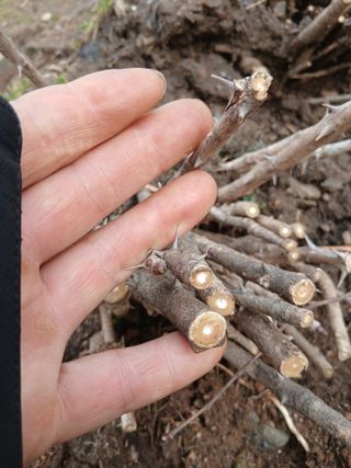 무료지식나눔 팜닥터님의 자유주제 · 자유게시판 작성글 사진