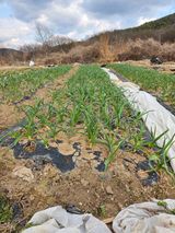 팜모닝 자유주제·자유게시판 게시글 이미지