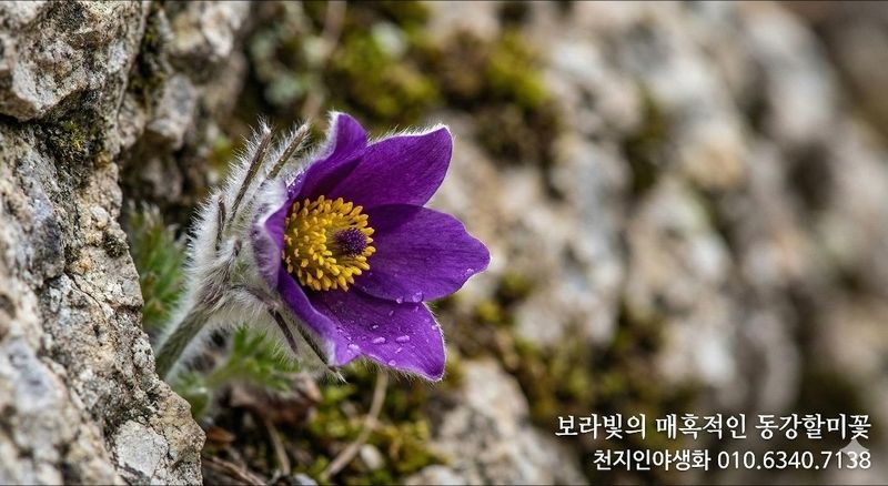 장터 상품 [원종동강할미꽃 개화주] 썸네일