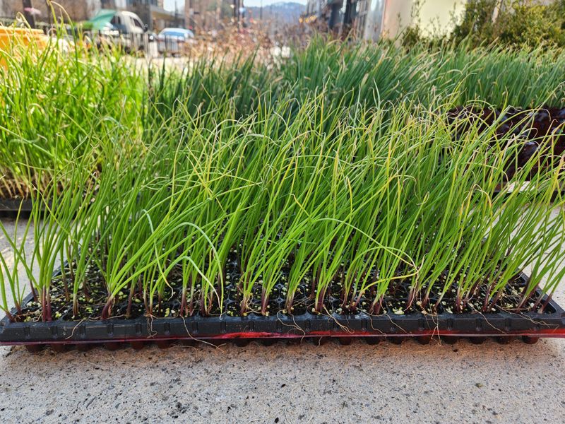 안산제일농약사님의 장터 판매 상품 [양파모종 200구 한판] 첨부 사진