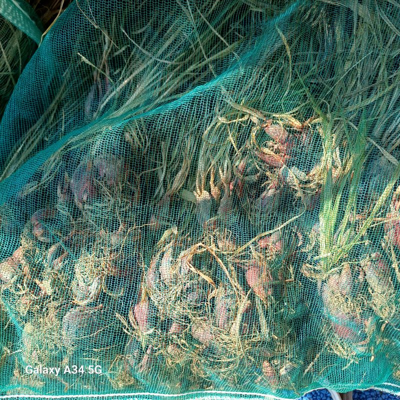 삼성농산님의 장터 판매 상품 [(완료)마운틴양파 1자루만 남음] 첨부 사진