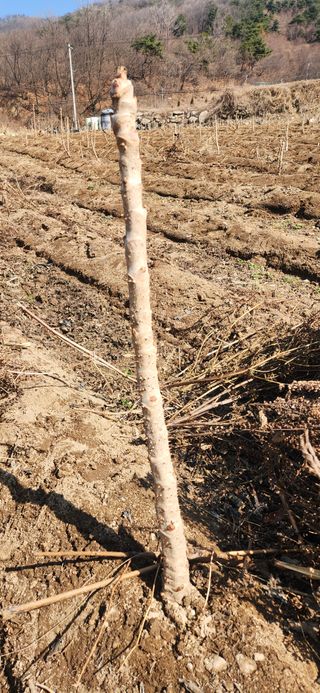 임원식님의 자유주제 · 자유게시판 작성글 사진