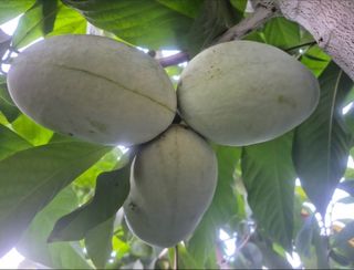 153포포묘목 농장님의 자유주제 · 자유게시판 작성글 사진