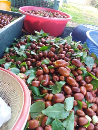 아로대추님의 작성글 사진