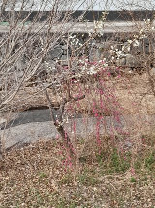 김민수산에서농사중님의 자유주제 · 자유게시판 작성글 사진