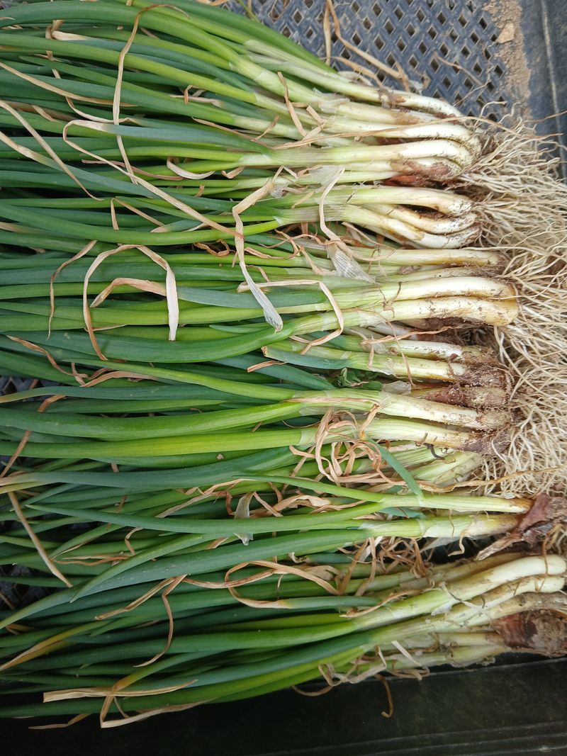 김상선님의 장터 판매 상품 [흙쪽파 1kg] 첨부 사진