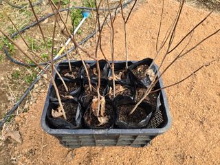 153포포묘목 농장님의 자유주제 · 자유게시판 작성글 사진