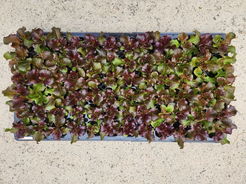 안산제일농약사님의 장터 판매 상품 [바타비아레드상추모종 버터헤드상추모종 한정수량] 첨부 사진