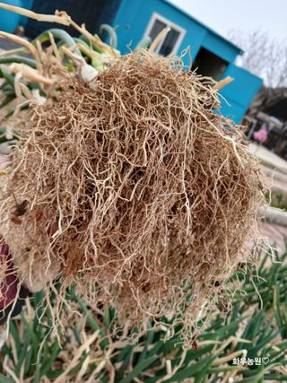 화우농원님의 자유주제 · 자유게시판 작성글 사진