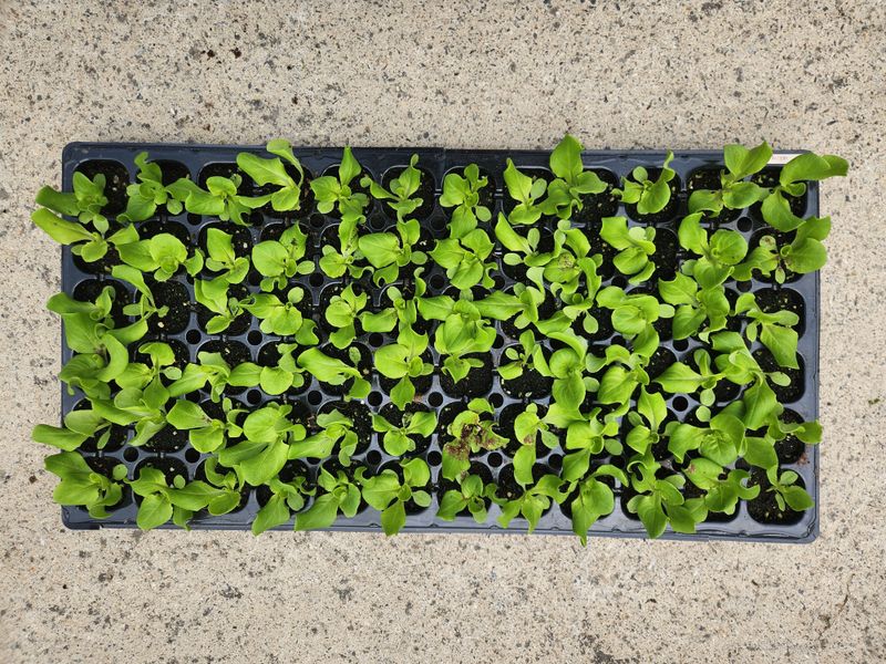 안산제일농약사님의 장터 판매 상품 [바타비아레드상추모종 버터헤드상추모종 한정수량] 첨부 사진