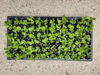 안산제일농약사님의 작성글 사진