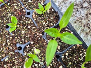 김영진(전남영광)님의 자유주제 · 자유게시판 작성글 사진