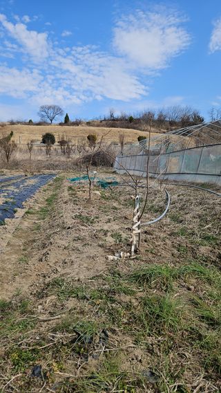 어설픈촌넘님의 자유주제·자유게시판 작성글 사진