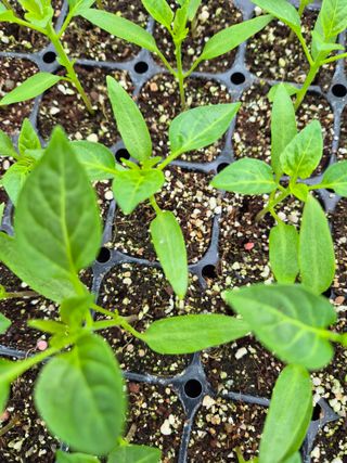 김영진(전남영광)님의 자유주제 · 자유게시판 작성글 사진