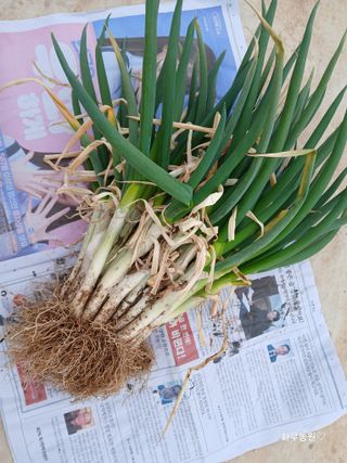 화우농원님의 자유주제 · 자유게시판 작성글 사진