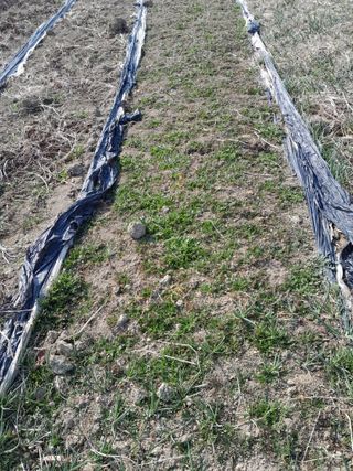 김민수산에서농사중님의 자유주제 · 자유게시판 작성글 사진