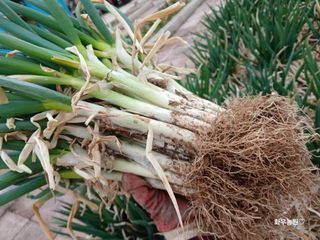 화우농원님의 자유주제 · 자유게시판 작성글 사진