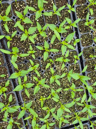 김영진(전남영광)님의 자유주제 · 자유게시판 작성글 사진